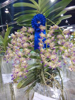 APOC 12 - orchid exibition in Bangkok (2016) (27347294682).jpg