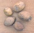 Aardappel Remarka (Solanum tuberosum).jpg