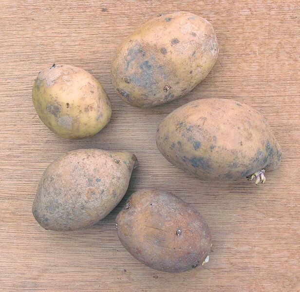 File:Aardappel Remarka (Solanum tuberosum).jpg