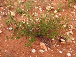 Acacia spondylophylla.jpg