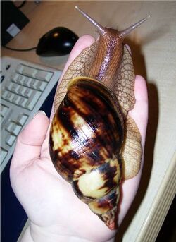 Achatina albopicta.jpg