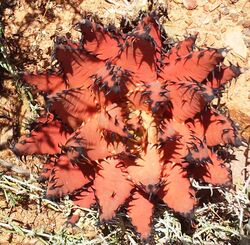 Aloe melanacantha - Karoo Desert NBG 4.jpg