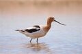 American avocet (26124753051).jpg