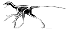 Anchiornis huxleyi skel hartman 2017.png