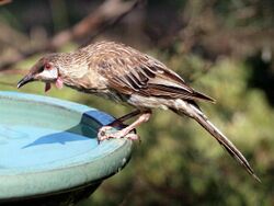 A brownish bird stooped over a bird bath