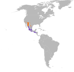 Antrostomus arizonae map.svg