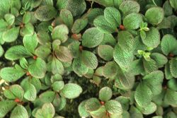 Arctostaphylos alpina rubra WPC.jpg