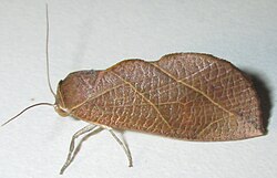 Arcyophora longivalvis.jpg