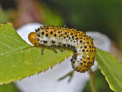 Argidae - Arge ochropus - larva.JPG