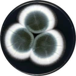 Aspergillus pseudoviridinutans cya.png