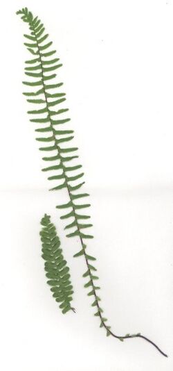 a picture of two simple, pinnately divided fern fronds, a shorter compact one on the left and a larger more open one on the right