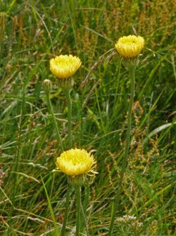 Asteraceae - Urospermum dalechampii-3.JPG