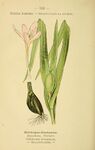 Botanical illustration of Colchicum autumnale