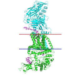 Bacterial cellulose synthase BcsAB 4p02.png