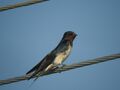 Barn Swallow perched in wire.jpg