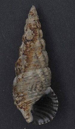 Batillaria australis 001.jpg