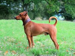 a smooth-haired light red dog standing in a field
