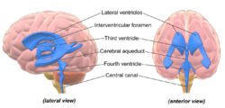 Blausen 0896 Ventricles Brain.png