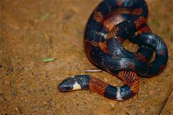 Boie's Ground Snake (Atractus badius) (10359041273).jpg