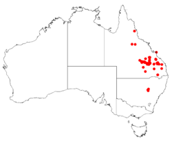 Boronia bipinnataDistMap15.png