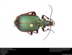 Calosoma (Calodrepa) wilcoxi (34188852193).jpg