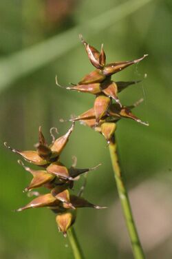Carex davalliana (Davall-Segge) IMG 21240.JPG