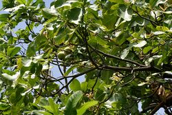 Careya arborea (Wild guava) leaves in Narsapur forest, AP W IMG 0153.jpg