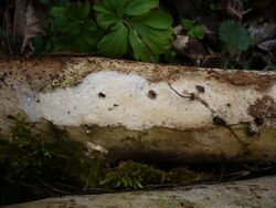 Cerocorticium is a genus of seven species of crust fungi in the family Meruliaceae.