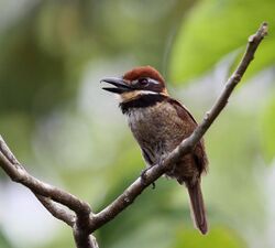 Chestnut-capped Puffbird.jpg