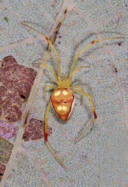 Cobweb Spider - Spintharus flavidus, Catoctin Mountains, Maryland.jpg