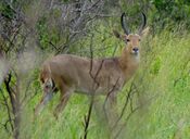 Common Reedbuck (Redunca arundinum), Kruger National Park.jpg