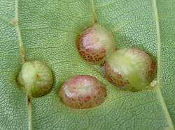 Contarinia verrucicola galls.jpg