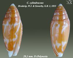 Conus cylindraceus 2.jpg