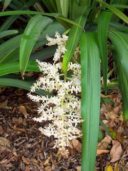 Cordyline congesta RGB Sydney.jpg