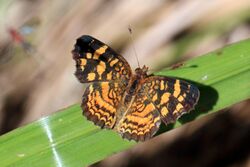 Cuban crescent (Anthanassa frisia frisia).JPG