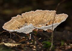 Cymatoderma elegans 13988.jpg