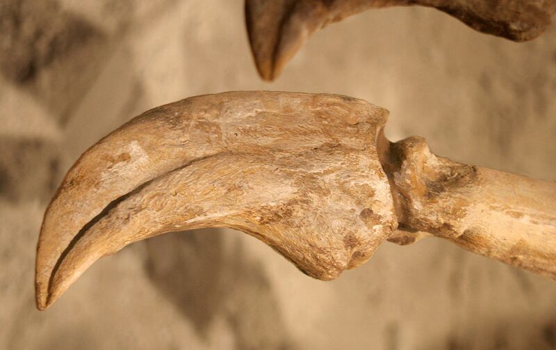 File:Deinocheirus claw.jpg