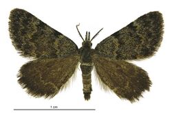 Dichromodes cynica male.jpg