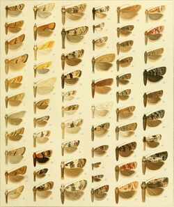 Die palaearktischen tortriciden. Eine monographische darstellung mit 24 tafeln in farbendruck, einer stammtafel und mehreren abbildungen im text. Mit einer unterstützung des (20946112981).jpg