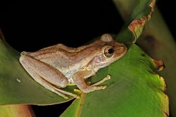 Dumeril's bright-eyed frog (Boophis tephraeomystax) Ranomafana.jpg