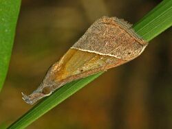 Erebidae - Hypena (Hypena) lividalis.jpg