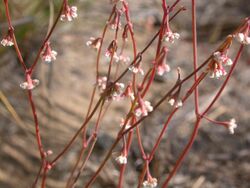 Eriogonum cernuum.jpg