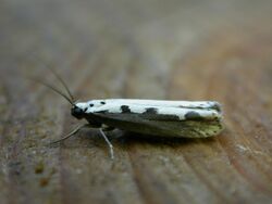 Ethmia bipunctella.jpg