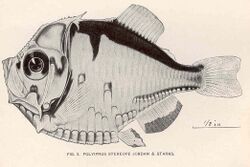 FMIB 41160 Polyipnus stereope Jordan & Starks.jpeg