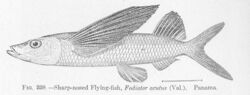 FMIB 51875 Sharp-nosed Flying-fish, Fodiator acutus (Va) Panama.jpeg