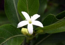 Flower of Morinda tinctoria (Indian Mulberry).JPG