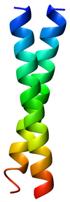 GCN4 coiled coil dimer 1zik rainbow.png