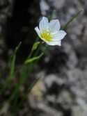 Snowdon lily