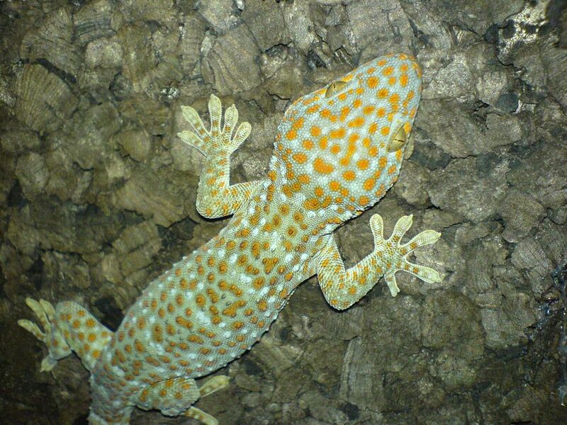 File:Gekko gecko (climbing) by Robert Michniewicz.jpg