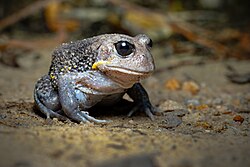 Giant Burrowing Frog 4375.jpg